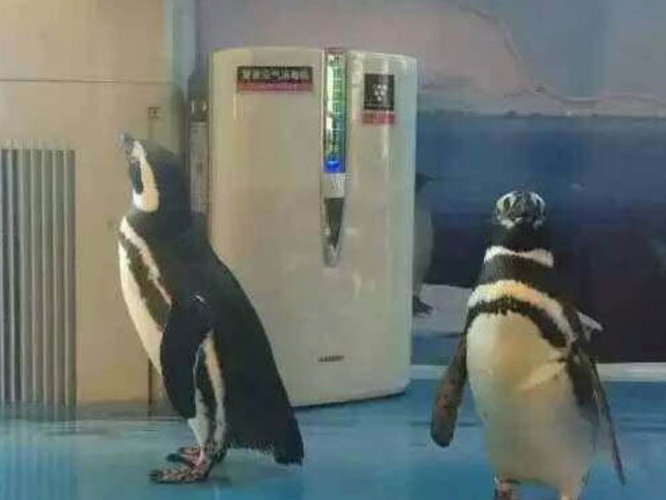 企鹅表演合作案例