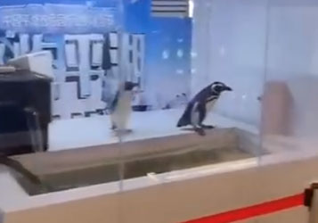 企鹅展视频欣赏